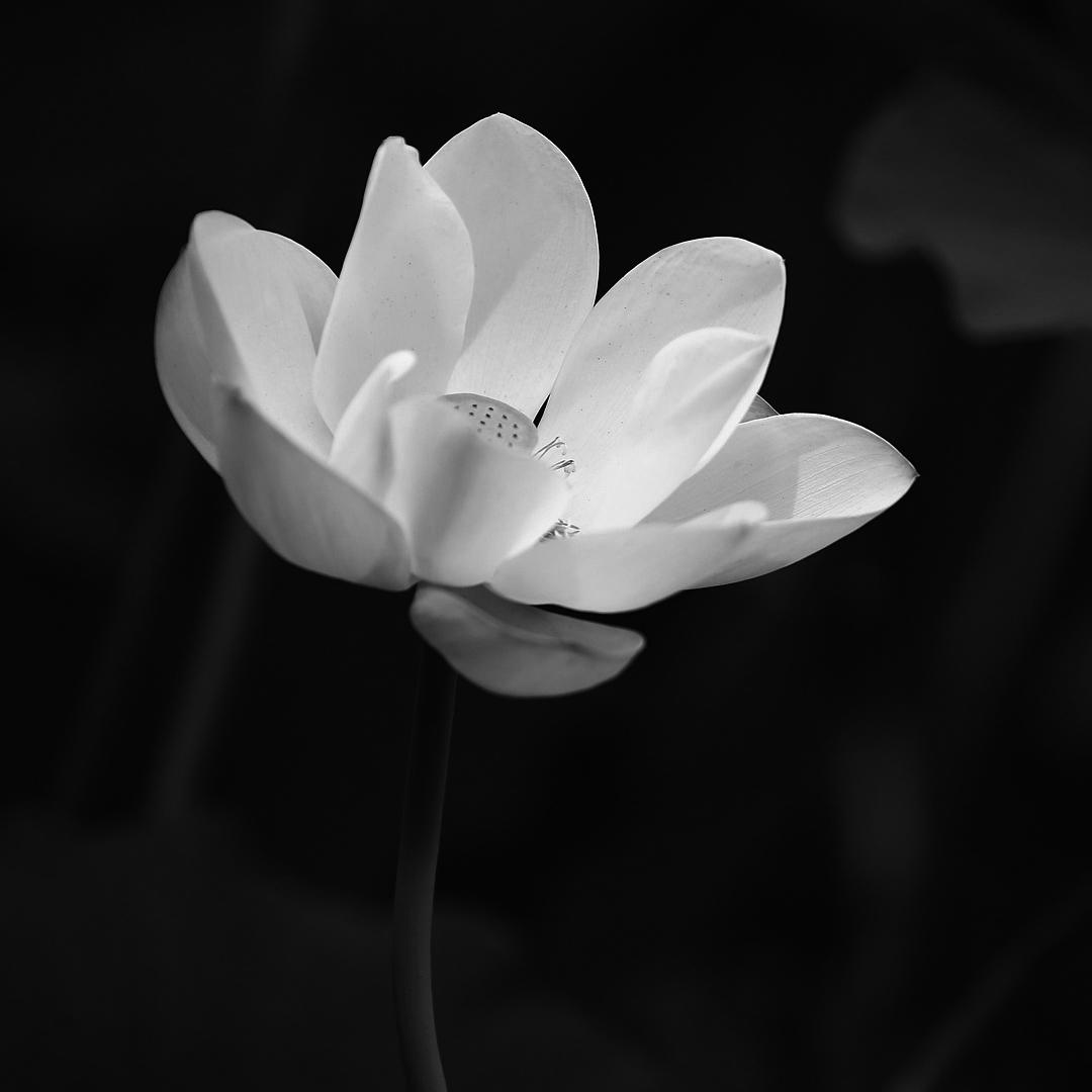 Cavaloupe Lotus
